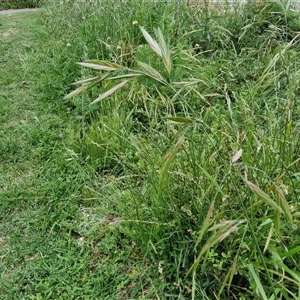 Bromus catharticus at Goulburn, NSW - 23 Oct 2024