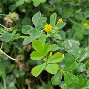 Trifolium dubium at Goulburn, NSW - 23 Oct 2024 06:16 PM