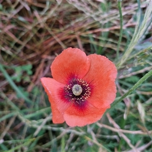 Papaver dubium at Goulburn, NSW - 23 Oct 2024 06:15 PM