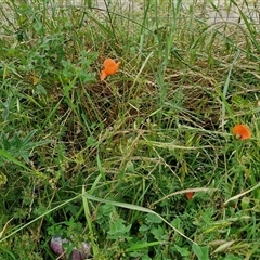 Papaver dubium at Goulburn, NSW - 23 Oct 2024