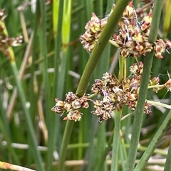 Juncus acutus (Sharp Rush) at Dalton, NSW - 23 Oct 2024 by JaneR