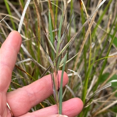 Themeda triandra (Kangaroo Grass) at Kangaroo Valley, NSW - 23 Oct 2024 by lbradley