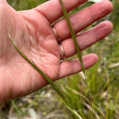 Dichelachne sp. (Plume Grasses) at Kangaroo Valley, NSW - 23 Oct 2024 by lbradley