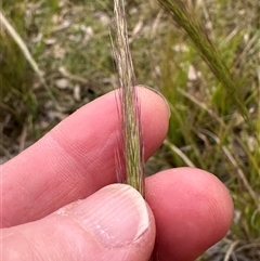 Dichelachne (genus) at Kangaroo Valley, NSW - suppressed