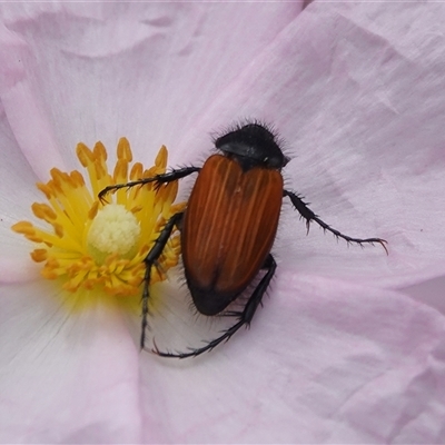 Phyllotocus rufipennis (Nectar scarab) at Hall, ACT - 23 Oct 2024 by Anna123