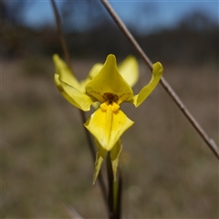 Diuris amabilis (Large Golden Moth) - 1 Jan 1900 by RobG1