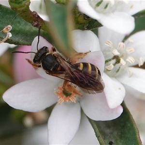 Lasioglossum (Chilalictus) bicingulatum at Hall, ACT - 23 Oct 2024