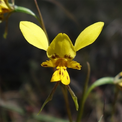 Diuris sp. (hybrid) (Hybrid Donkey Orchid) at Gundary, NSW - 20 Oct 2024 by RobG1