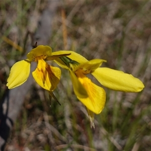 Diuris amabilis at Gundary, NSW - suppressed