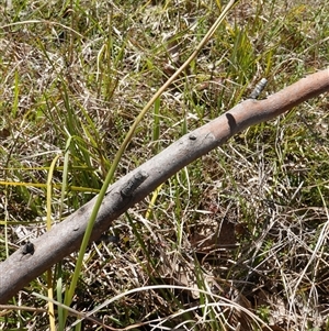 Diuris amabilis at Gundary, NSW - suppressed