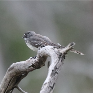 Rhipidura albiscapa at Watson, ACT - 23 Oct 2024 09:11 AM