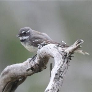 Rhipidura albiscapa at Watson, ACT - 23 Oct 2024 09:11 AM