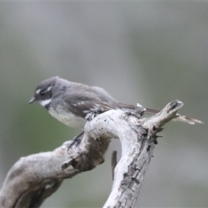 Rhipidura albiscapa at Watson, ACT - 23 Oct 2024 09:11 AM