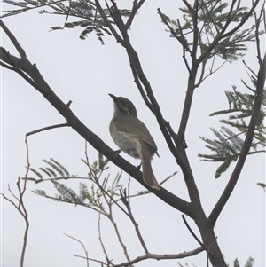 Caligavis chrysops at Watson, ACT - 23 Oct 2024