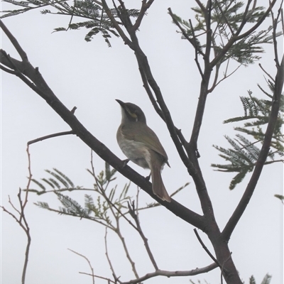 Caligavis chrysops (Yellow-faced Honeyeater) at Watson, ACT - 22 Oct 2024 by HappyWanderer