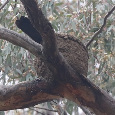 Corcorax melanorhamphos (White-winged Chough) at Watson, ACT - 22 Oct 2024 by HappyWanderer