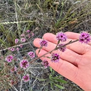 Kunzea parvifolia at Murrumbateman, NSW - 23 Oct 2024 06:03 PM