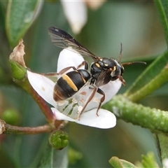 Lasioglossum (Australictus) peraustrale (Halictid bee) at Hall, ACT - 23 Oct 2024 by Anna123