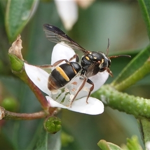 Lasioglossum (Australictus) peraustrale at Hall, ACT - 23 Oct 2024