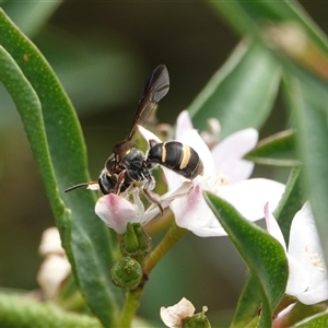 Lasioglossum (Australictus) peraustrale at Hall, ACT - 23 Oct 2024 12:39 PM