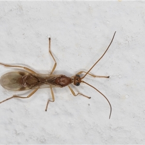 Ichneumonoidea (Superfamily) at Melba, ACT - 22 Oct 2024 08:39 PM