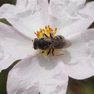 Lasioglossum (Chilalictus) sp. (genus & subgenus) at Hall, ACT - 23 Oct 2024