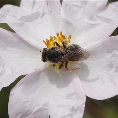 Lasioglossum (Chilalictus) sp. (genus & subgenus) (Halictid bee) at Hall, ACT - 23 Oct 2024 by Anna123