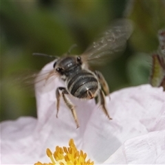 Lasioglossum (Chilalictus) sp. (genus & subgenus) at Hall, ACT - 23 Oct 2024