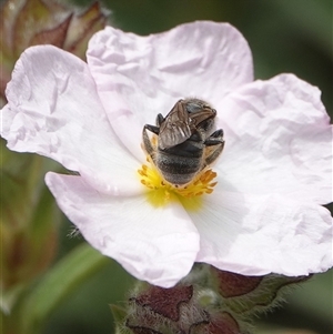 Lasioglossum (Chilalictus) sp. (genus & subgenus) at Hall, ACT - 23 Oct 2024