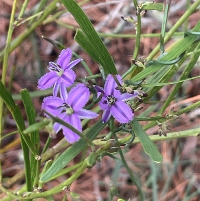 Thysanotus patersonii (Twining Fringe Lily) at Dalton, NSW - 23 Oct 2024 by JaneR