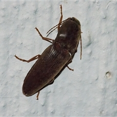 Elateridae sp. (family) (Unidentified click beetle) at Googong, NSW - 22 Oct 2024 by WHall