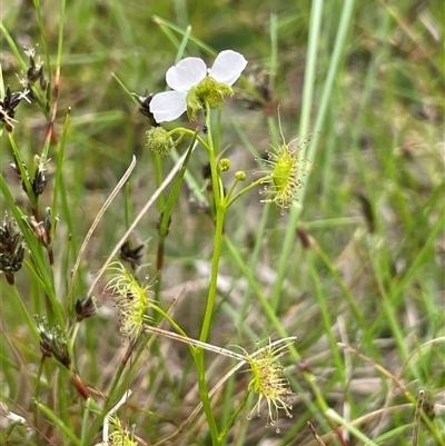 Drosera gunniana (Pale Sundew) at Dalton, NSW - 23 Oct 2024 by JaneR