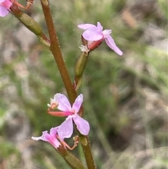 Stylidium sp. (Trigger Plant) at Dalton, NSW - 23 Oct 2024 by JaneR