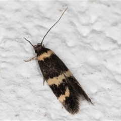 Macrobathra (genus) (A cosmet moth) at Melba, ACT - 22 Oct 2024 by kasiaaus