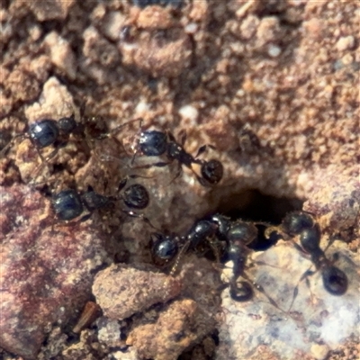 Pheidole sp. (genus) (Seed-harvesting ant) at Campbell, ACT - 22 Oct 2024 by Hejor1