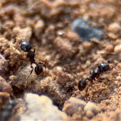 Pheidole sp. (genus) at Campbell, ACT - 22 Oct 2024 04:41 PM