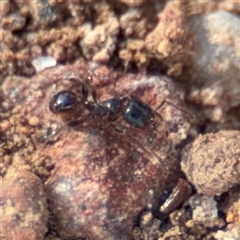 Pheidole sp. (genus) at Campbell, ACT - 22 Oct 2024 04:41 PM