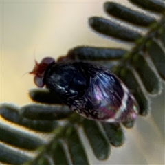 Depressa sp. (genus) (Lauxaniid fly) at Campbell, ACT - 22 Oct 2024 by Hejor1