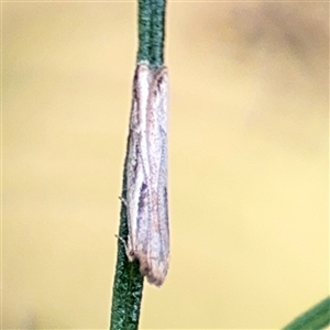 Eutorna (genus) at Campbell, ACT - 22 Oct 2024 04:34 PM