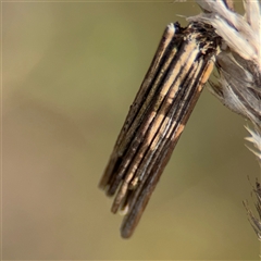 Psychidae (family) IMMATURE at Campbell, ACT - 22 Oct 2024 by Hejor1