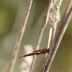 Psychidae (family) IMMATURE at Campbell, ACT - 22 Oct 2024 by Hejor1