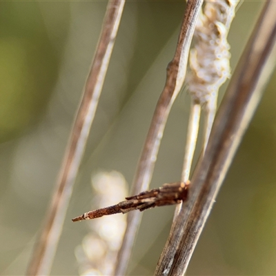 Psychidae (family) IMMATURE (Unidentified case moth or bagworm) at Campbell, ACT - 22 Oct 2024 by Hejor1