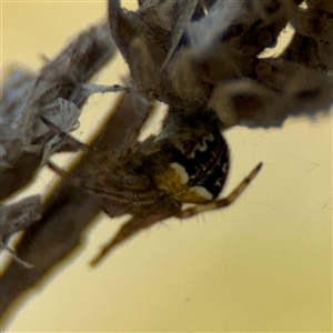 Araneus albotriangulus at Campbell, ACT - 22 Oct 2024 04:28 PM