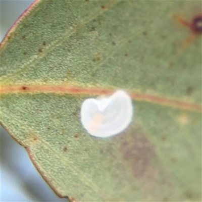 Lasiopsylla sp. (genus) (Psyllid or Lerp insect) at Campbell, ACT - 22 Oct 2024 by Hejor1