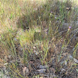 Petrorhagia sp. at Campbell, ACT - 22 Oct 2024