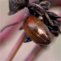 Ecnolagria grandis at Campbell, ACT - 22 Oct 2024 04:18 PM