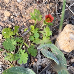 Modiola caroliniana (Red-flowered Mallow) at Campbell, ACT - 22 Oct 2024 by Hejor1