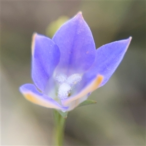 Wahlenbergia luteola at Campbell, ACT - 22 Oct 2024 04:15 PM