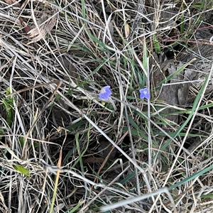 Wahlenbergia luteola at Campbell, ACT - 22 Oct 2024