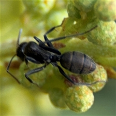 Camponotus aeneopilosus (A Golden-tailed sugar ant) at Campbell, ACT - 22 Oct 2024 by Hejor1